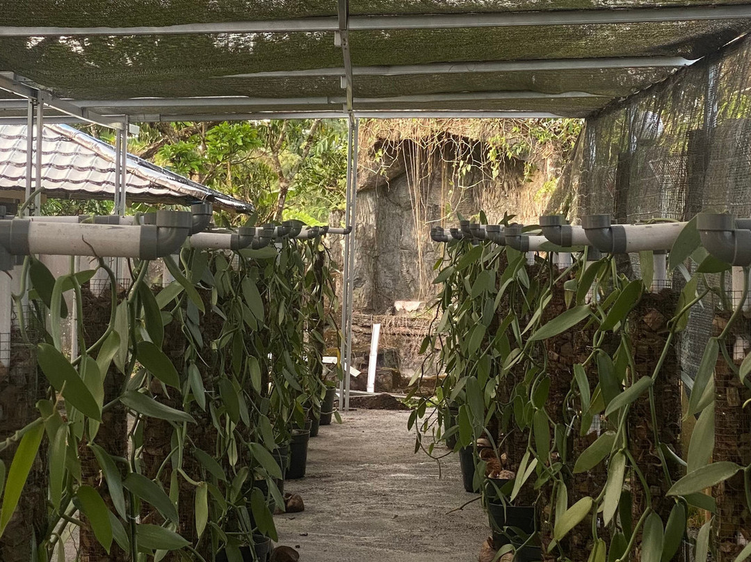 Wale Vanilla-Tomohon必去景点