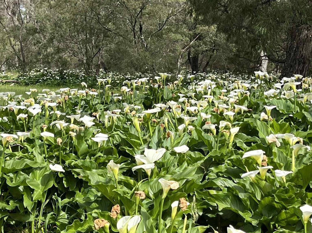 Ludlow Tuart Forest National Park-巴瑟尔顿必去景点