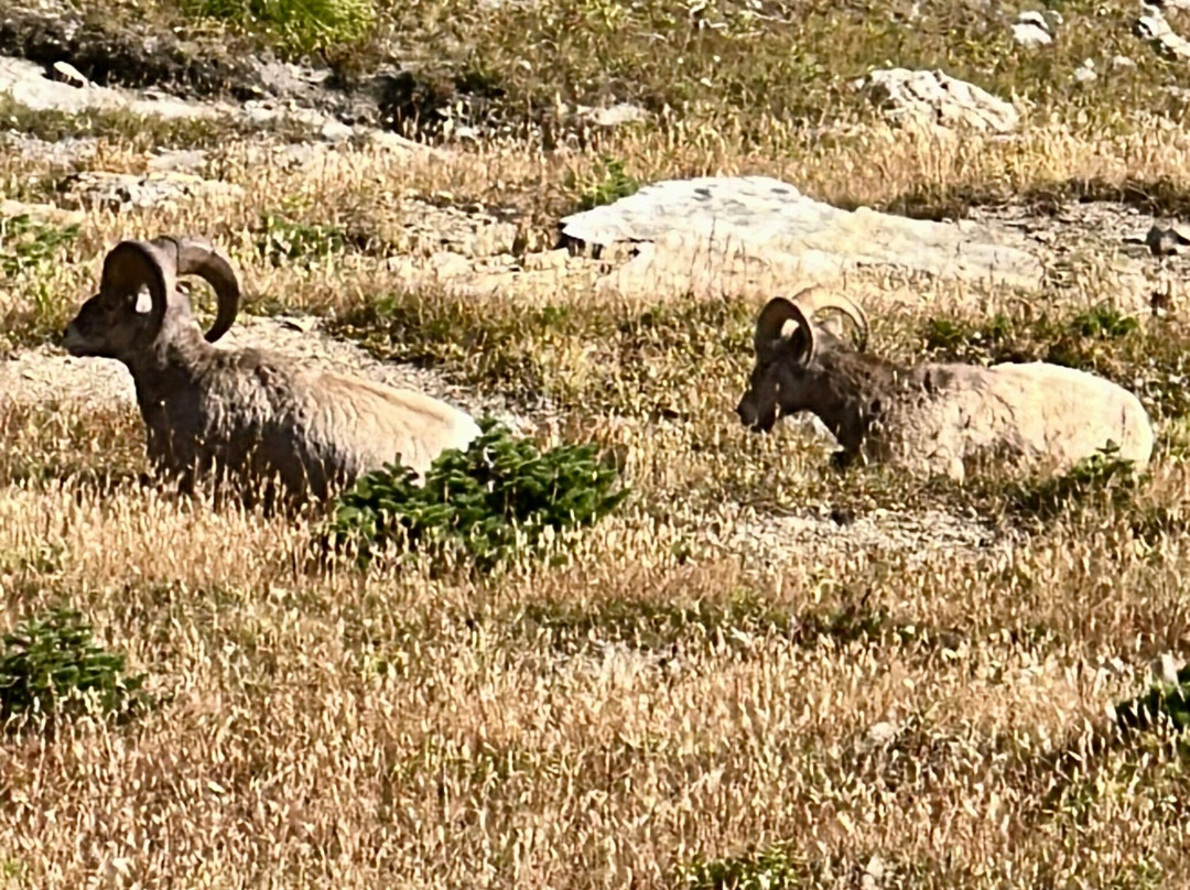 Glacier National Park Red Bus Tours-冰河国家公园必去景点