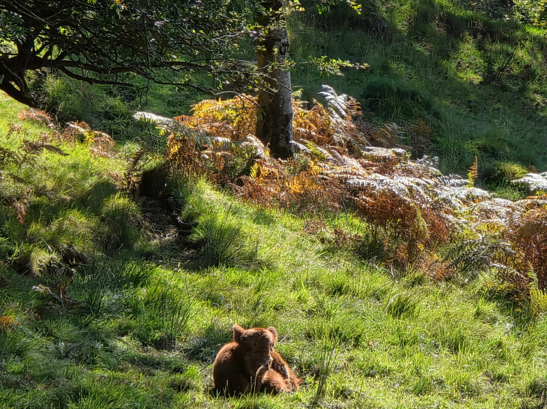 Nether Glenny Farm - Coos and Views-斯特灵必去景点