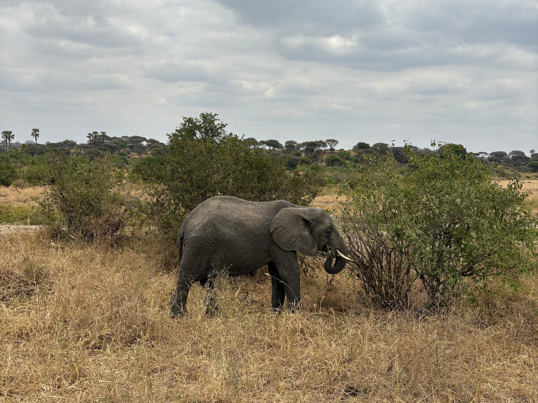 East Safari Tours-阿鲁沙必去景点