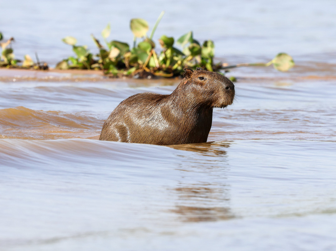 Pantanal Jaguar Safaris-Chapada dos Guimaraes必去景点