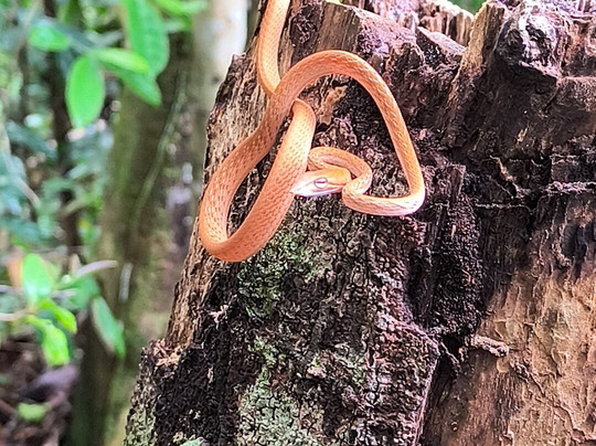 Orangutan Tour Kelotok-Pangkalan Bun必去景点
