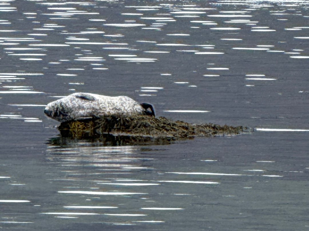 Isafjördur Guide-伊萨菲厄泽必去景点