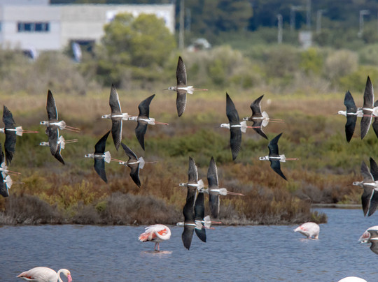 Mallorca Nature Tours-Pollenca必去景点