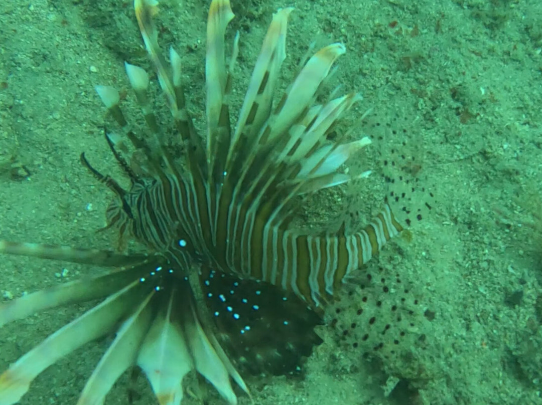 Scuba World Diving Mauritius-马喜埔必去景点