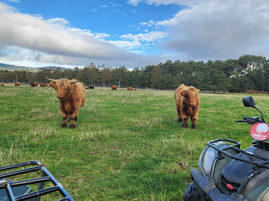 Quad Bikes Rothiemurchus-阿维莫尔必去景点
