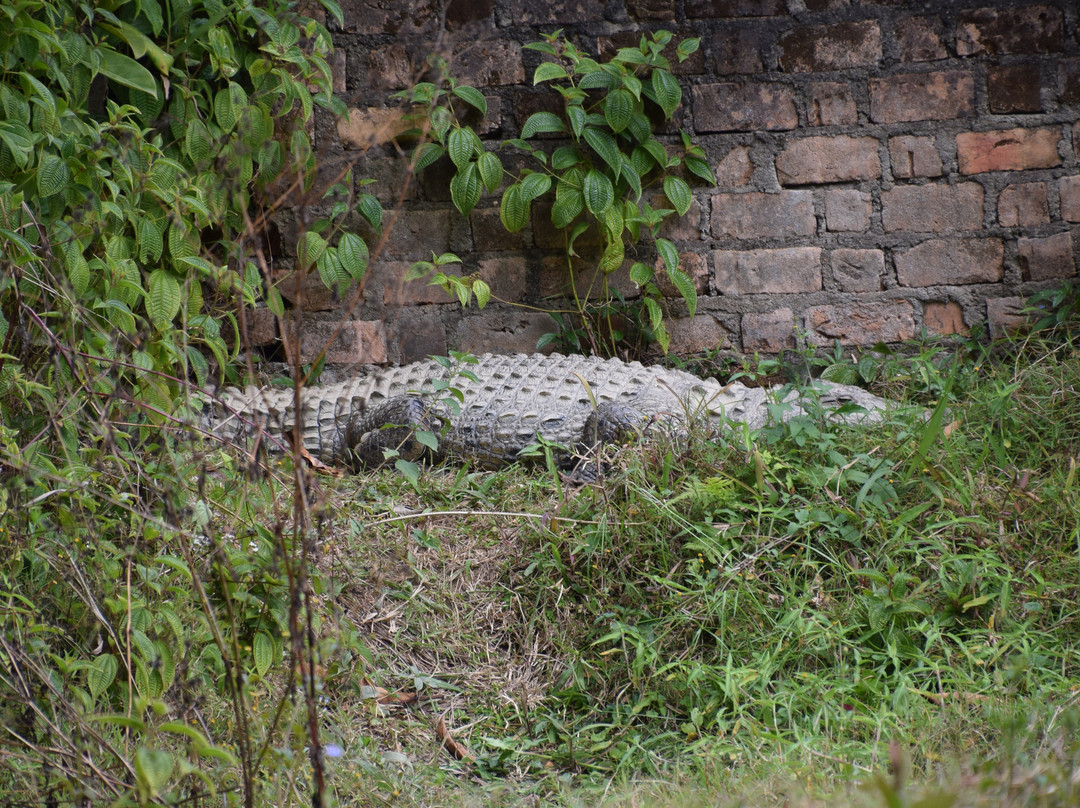 Reserve Peyrieras Madagascar Exotic-Marozevo必去景点