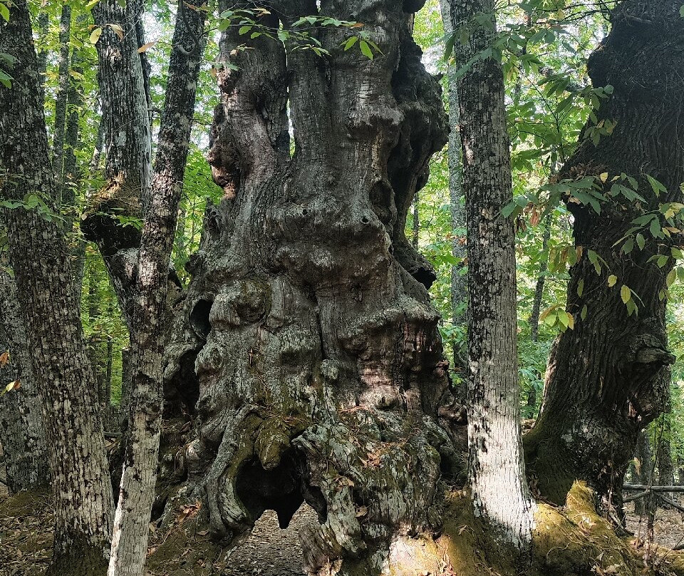 El Castanar de El Tiemblo-El Tiemblo必去景点