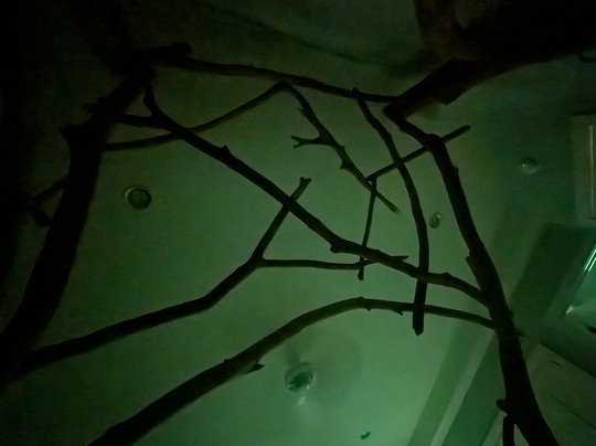 Goldberry Woods主图