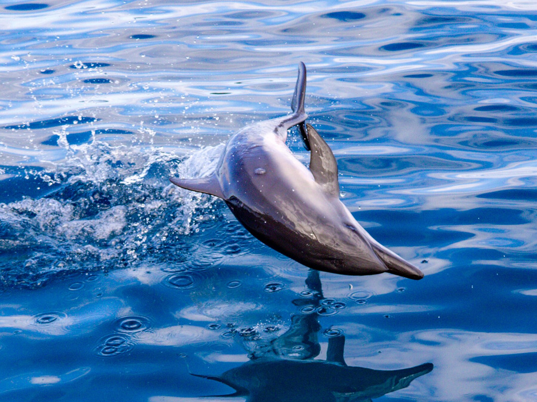 Captain Andy's-埃里埃利必去景点