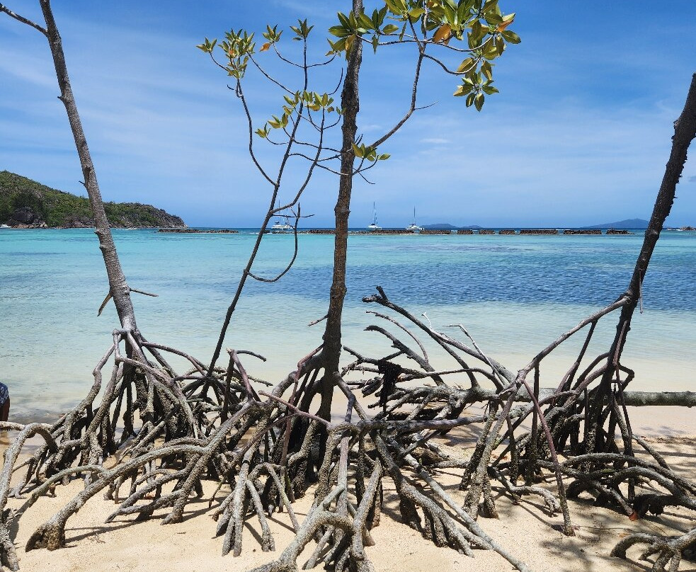 Curieuse Island-普拉兰岛必去景点