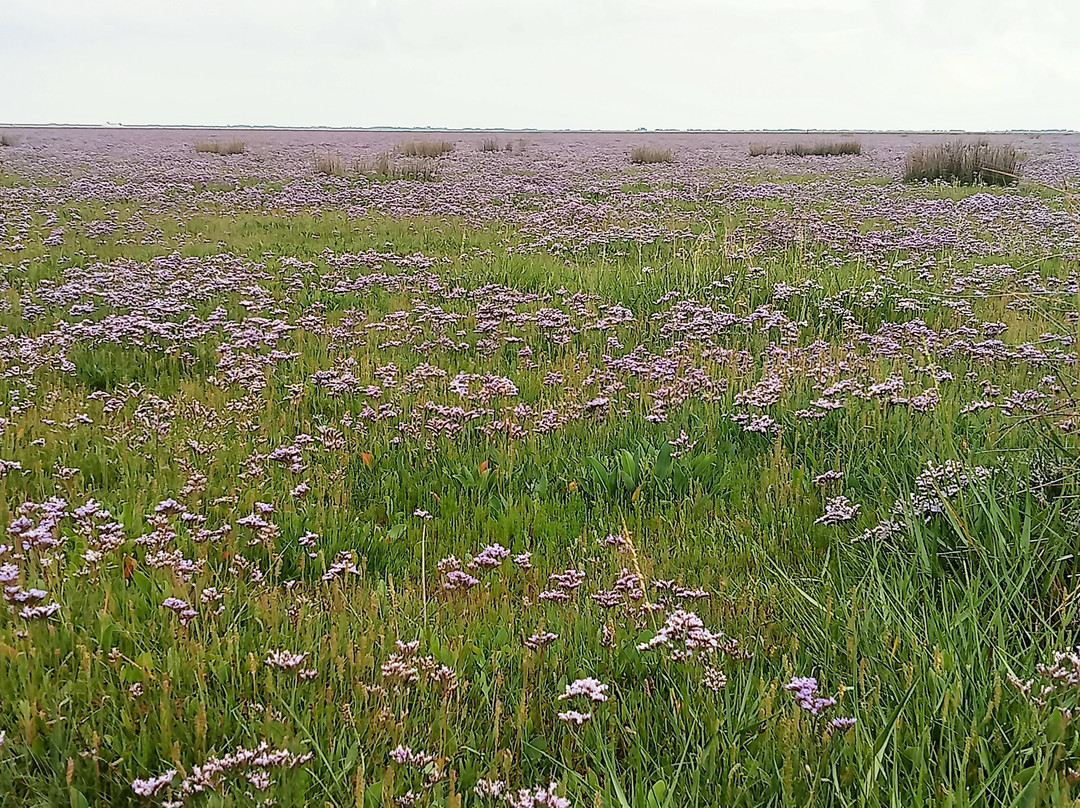 Nationaal Park Schiermonnikoog-Schiermonnikoog必去景点