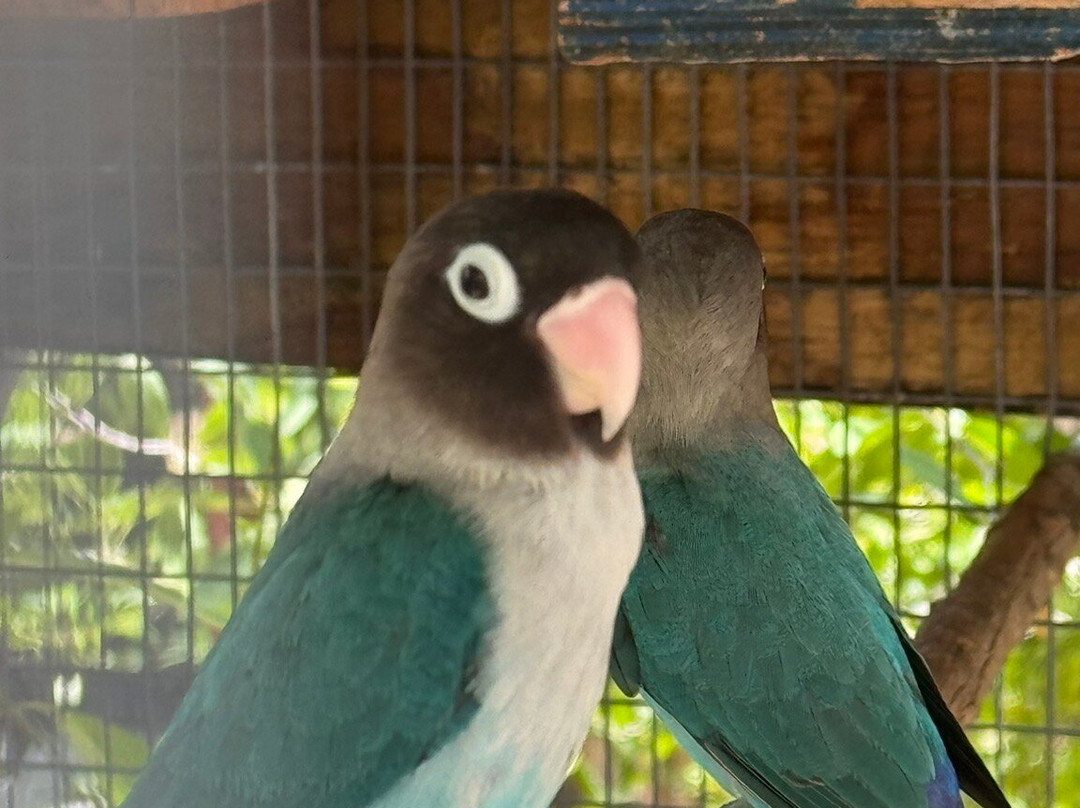 Cayman Parrot Sanctuary-East End必去景点