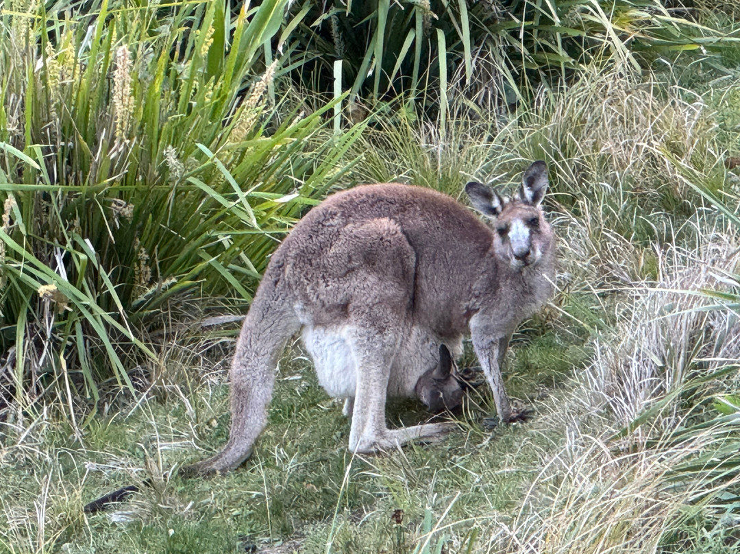 Murramarang National Park-East Lynne必去景点