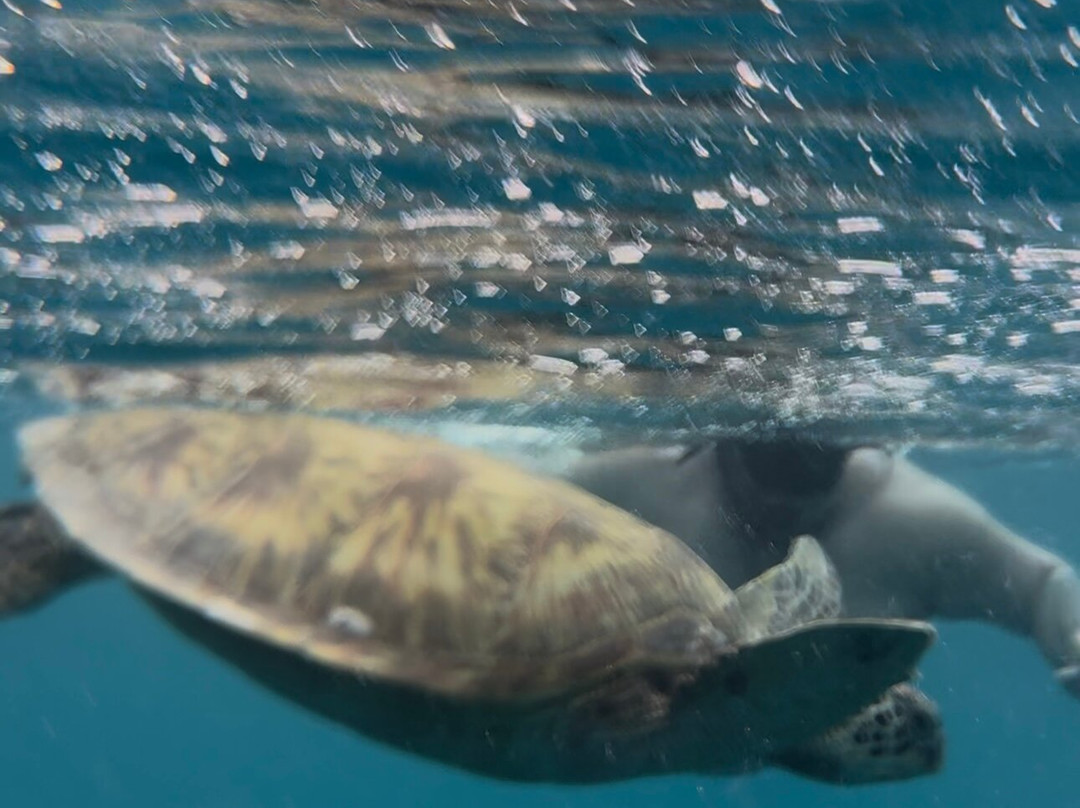 Snorkel Cook Islands-拉罗汤加必去景点