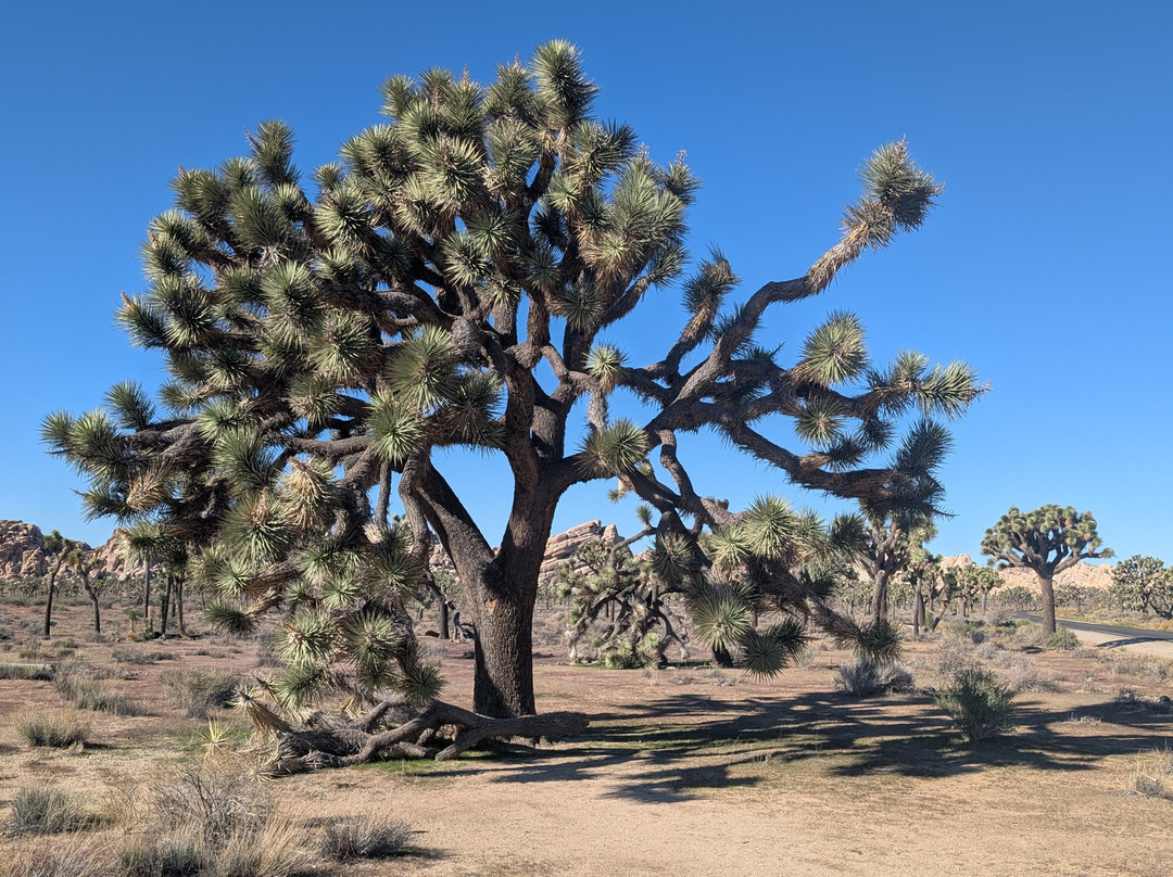 Joshua Tree National Park-约书亚树必去景点