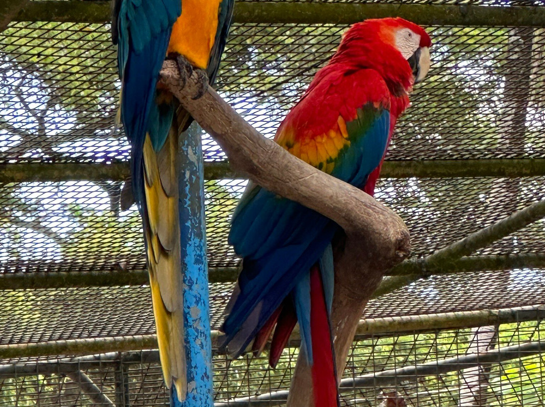 Guyana Zoological Park-乔治城必去景点