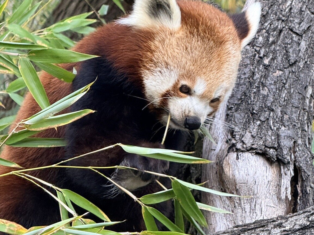 ZOO Bratislava-布拉迪斯拉发必去景点