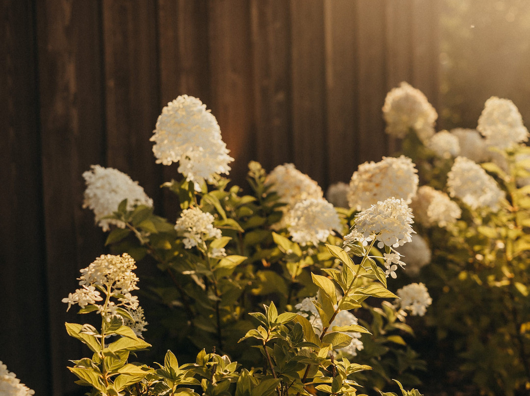 Live Happy Lane Winery-Greenville必去景点