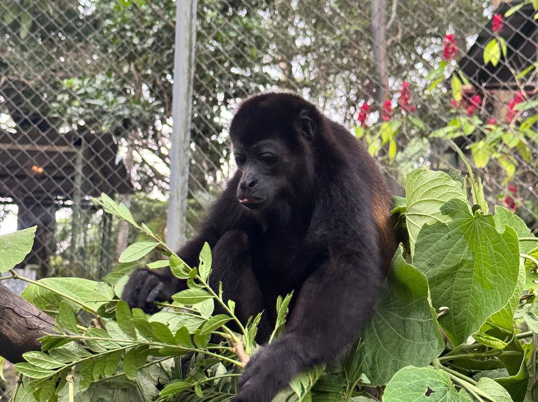 Costa Rica Animal Rescue Center-Turrucares必去景点
