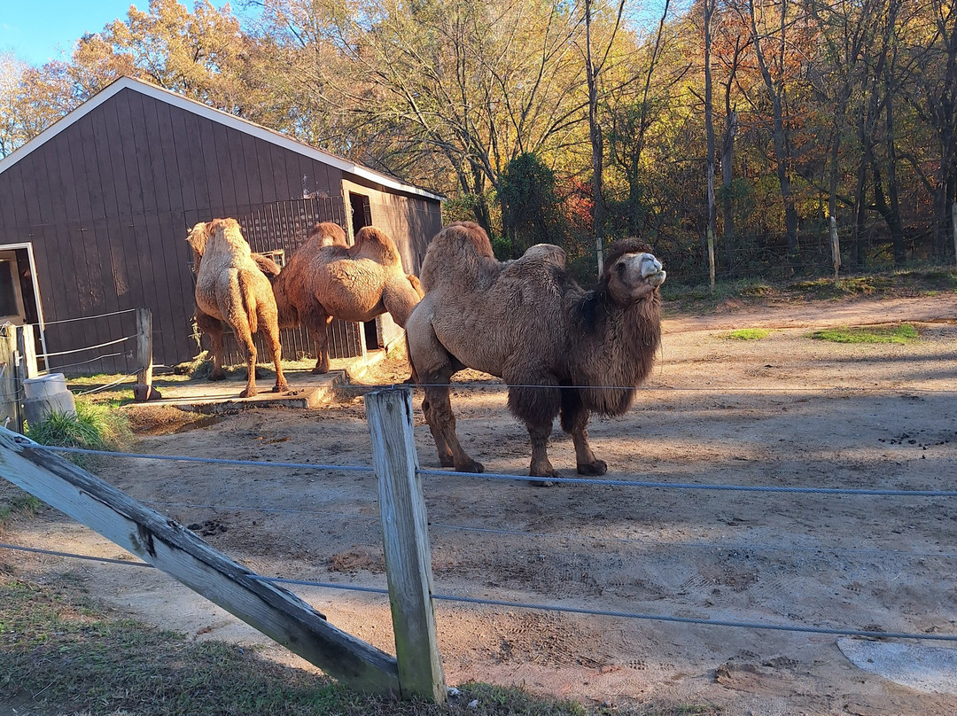 Metro Richmond Zoo-Moseley必去景点