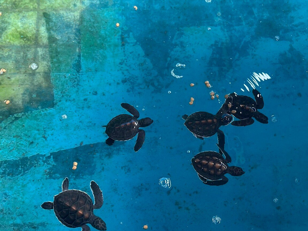 Royal Thai Navy Sea Turtle Conservation Center Phang Nga-Lam Kaen必去景点