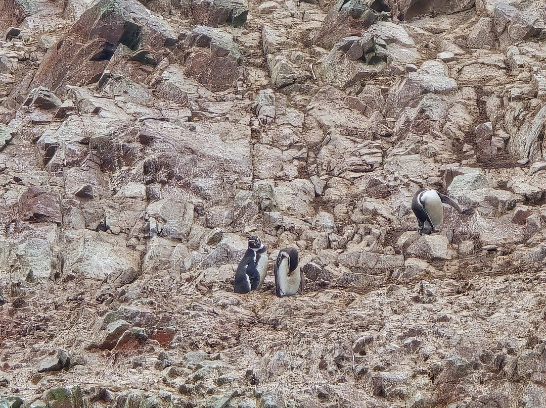 Aliza Tours-Huacachina必去景点