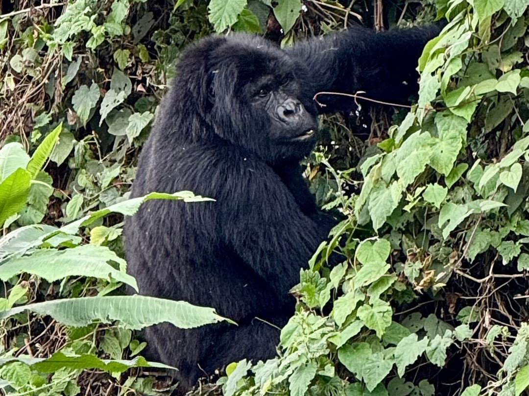 Gorilla Trek Africa-吉佳利必去景点