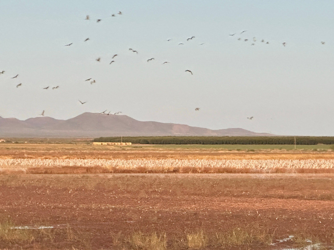Whitewater Draw Wildlife Area-McNeal必去景点