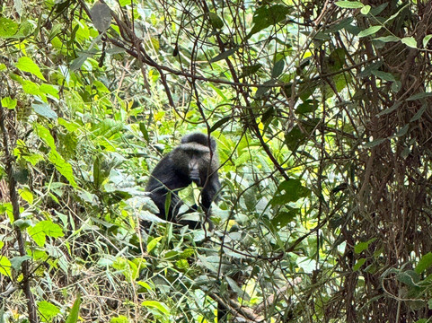 Safari with Edris-坎帕拉必去景点