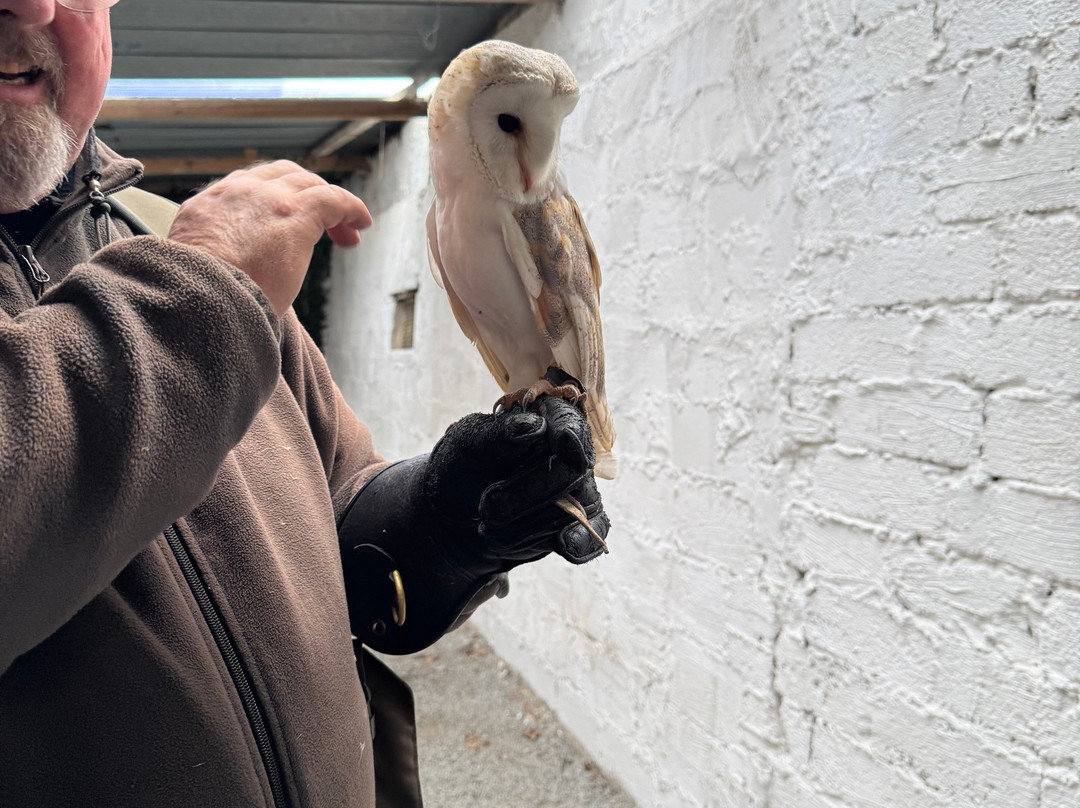 Falconry Kerry-基拉尼必去景点