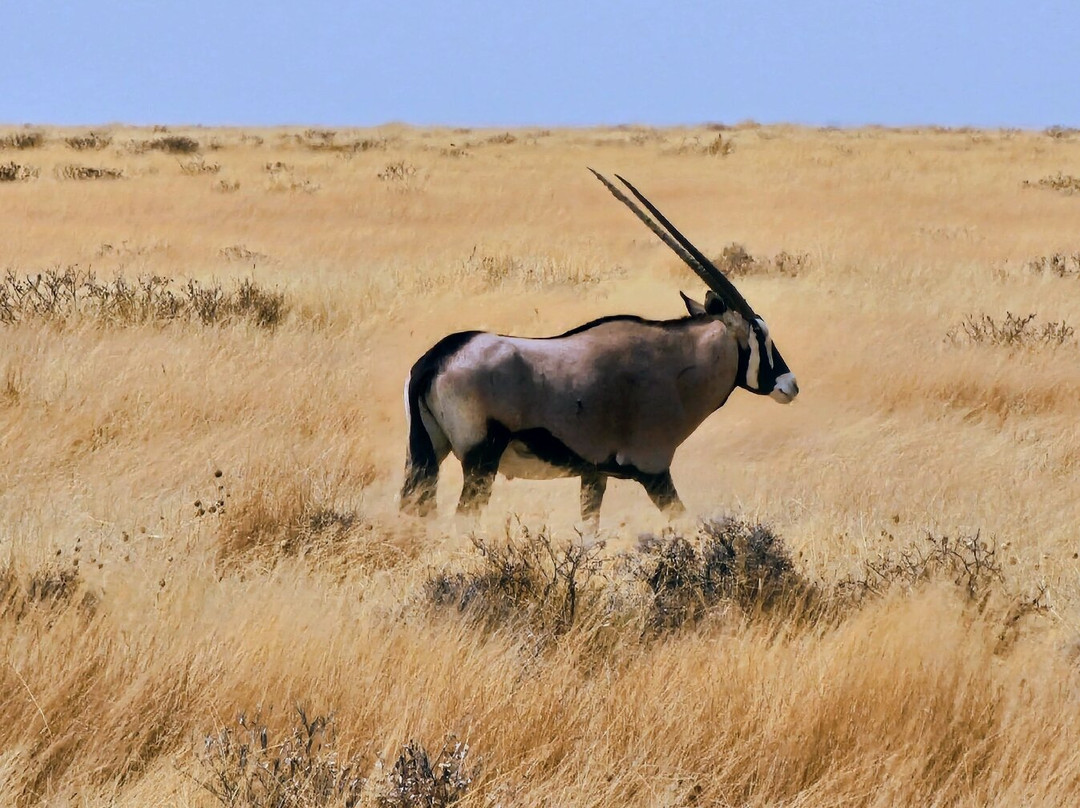 Etosha National Park-Okaukuejo必去景点