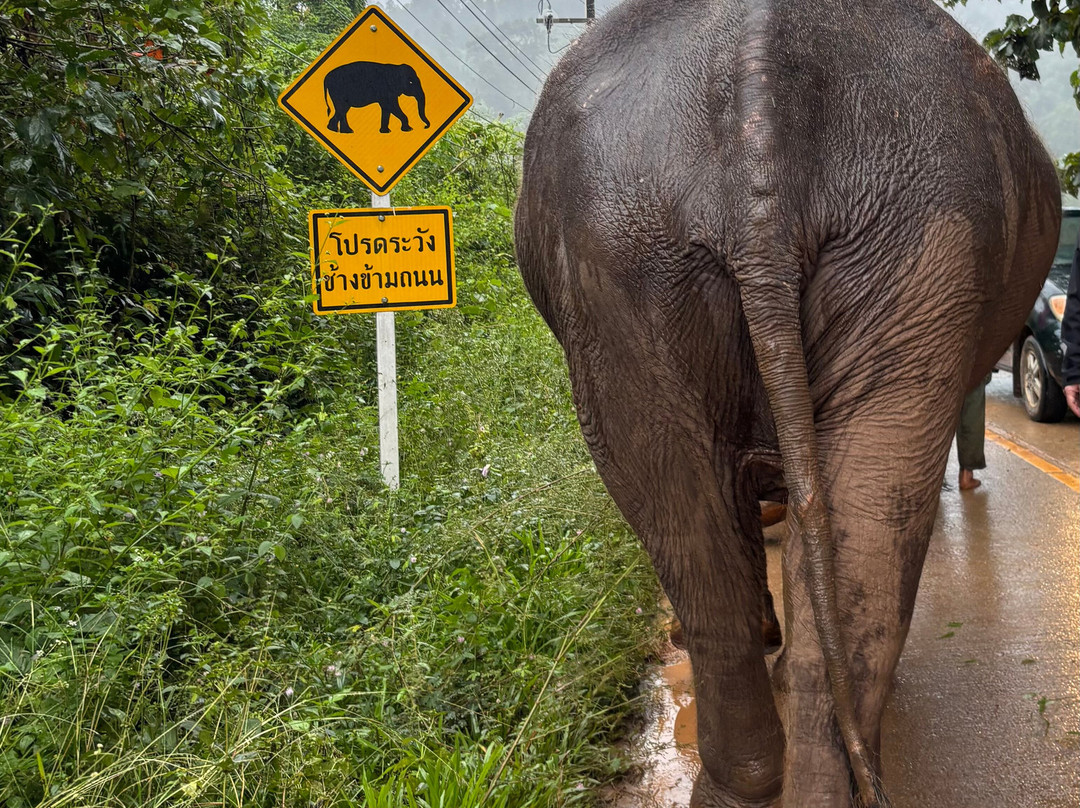 Elephant Special Tours-清迈府必去景点