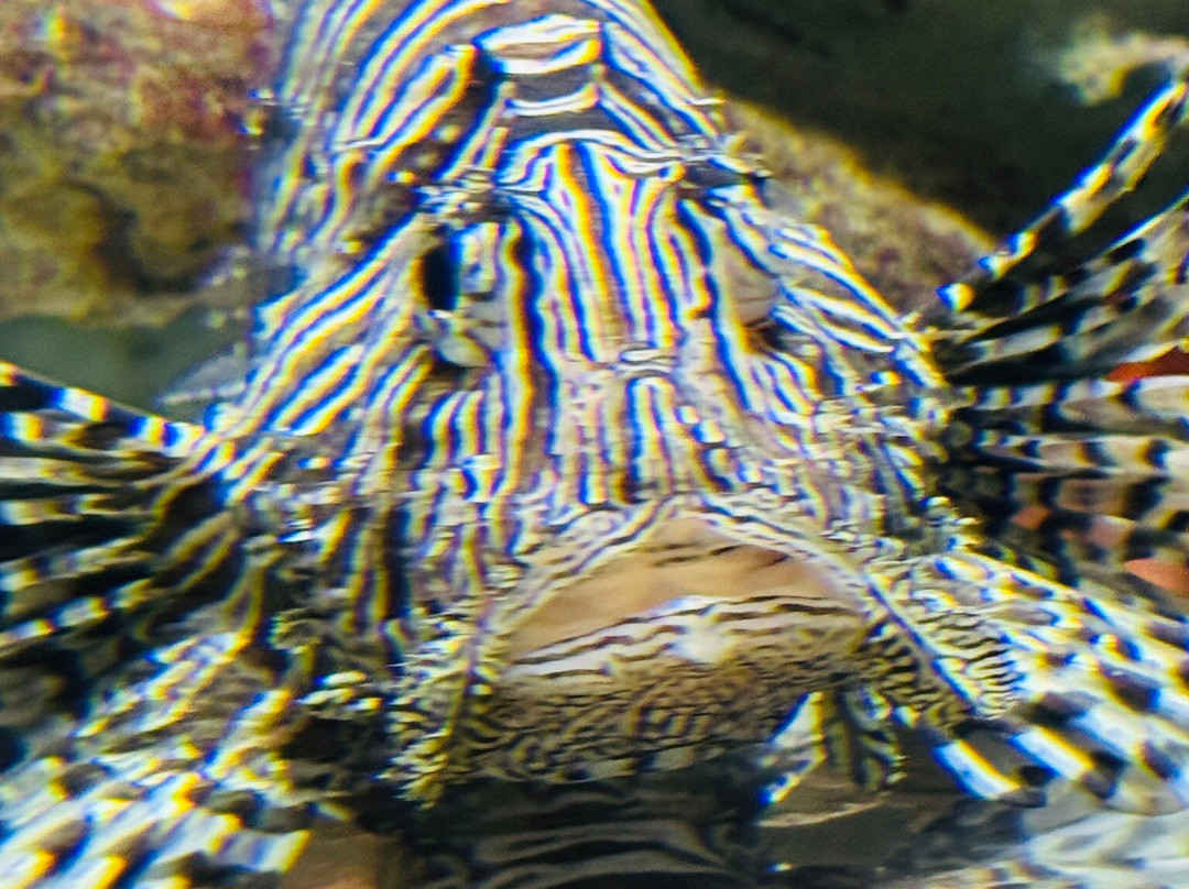 Aquarium de la Guadeloupe-Le Gosier必去景点