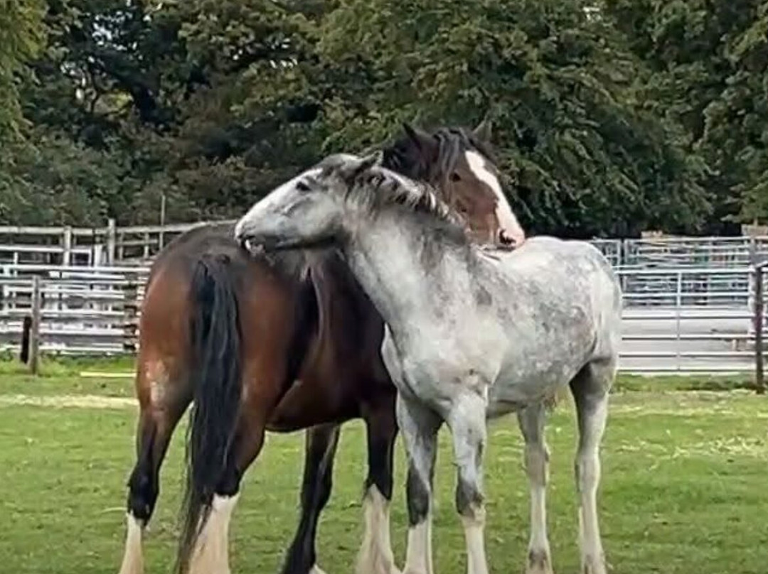 Cannon Hall Farm-Cawthorne必去景点