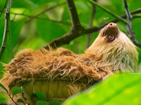 Arenal Sloths & Monkeys