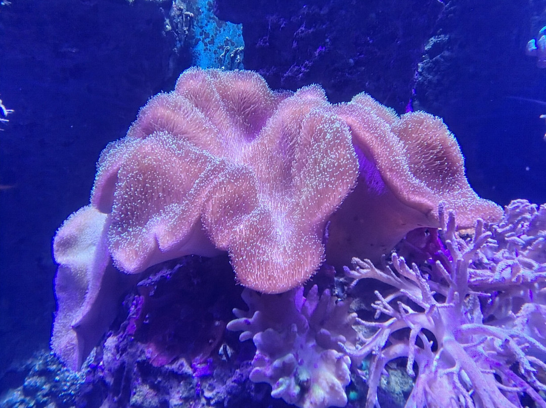 Acquario Di Livorno-里窝那必去景点