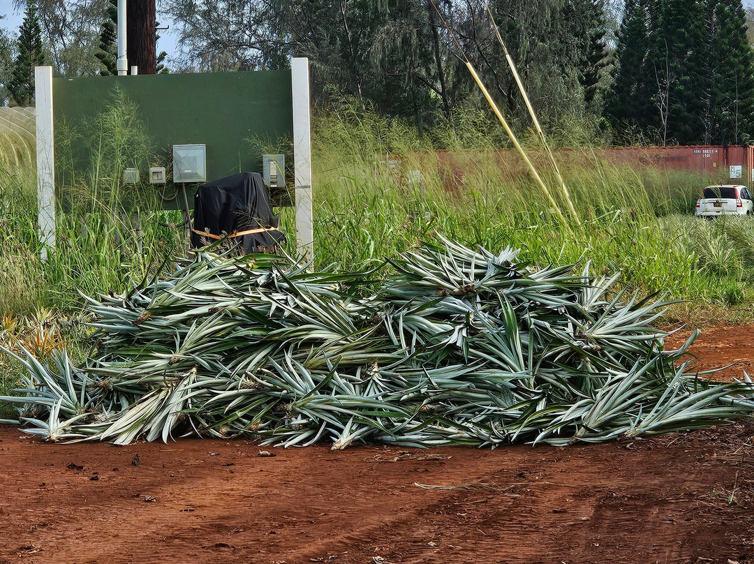 Sugarloaf Pineapple Farm-基拉韦厄必去景点
