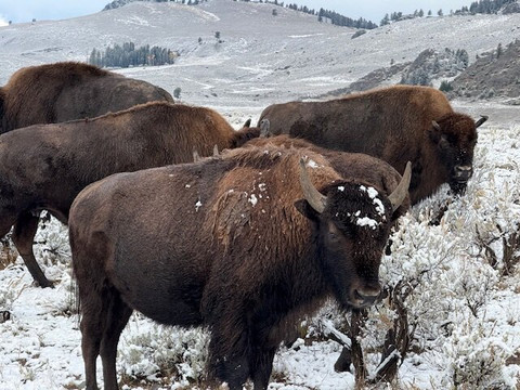 Yellowstone Adventure Tours-西黄石镇必去景点