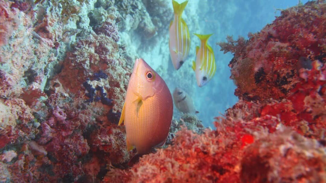 Fun Divers Zanzibar-孥归必去景点