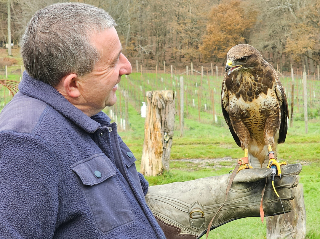 UK Owl And Raptor Centre-Groombridge必去景点