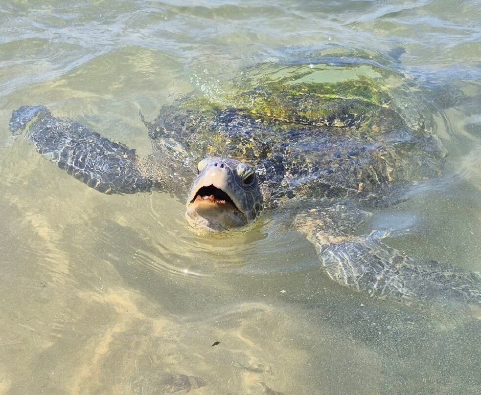 Turtle Beach-希克杜沃必去景点