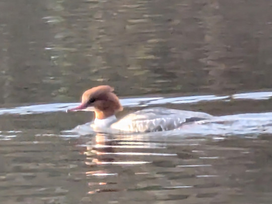 Mere Sands Wood Nature Reserve-Rufford必去景点