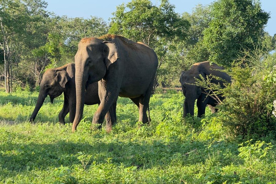 Tours Mirissa-美蕊沙必去景点