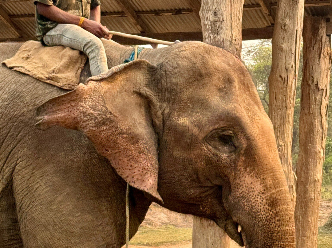 Elephant Breeding Centre-苏拉哈必去景点