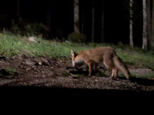 CROmedo-bearwatching-Cabar必去景点