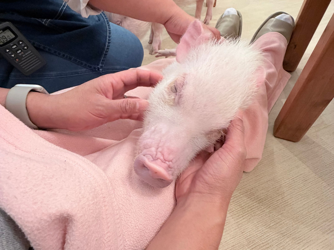 mipig cafe-Meguro必去景点