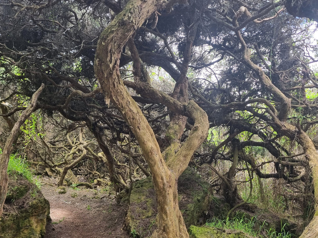 Enchanted Forest-Cape Bridgewater必去景点