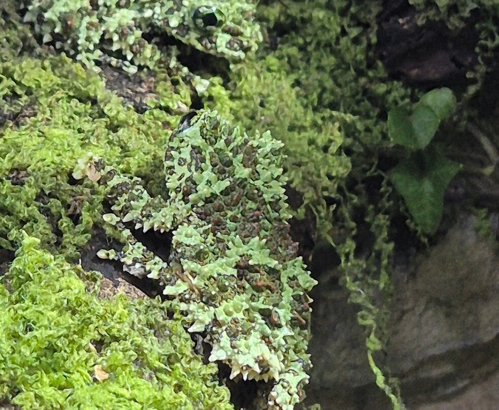 Snakeroom Serpentarium-福恩吉罗拉必去景点